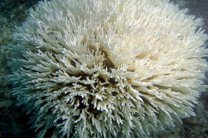 Illustration for article titled This is What a Mass Die-off of Earth's Coral Reefs Looks Like